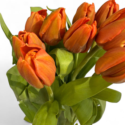 Tulip - Orange