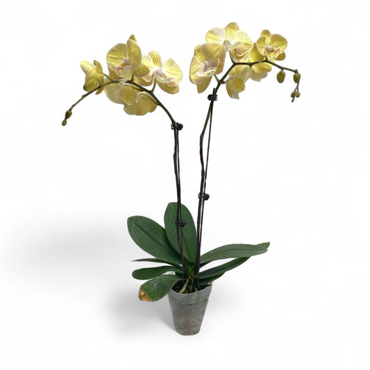 Pot Phalaenopsis 3.5”
