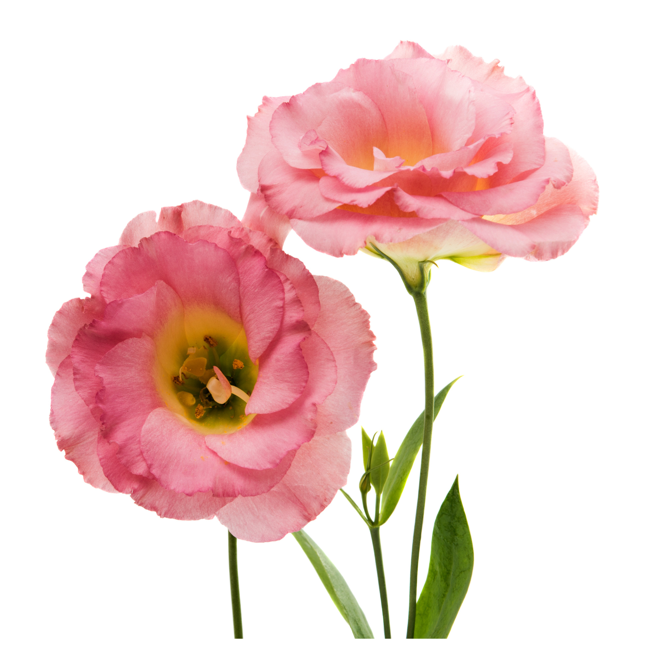 Eustoma | Floristika Malaysia