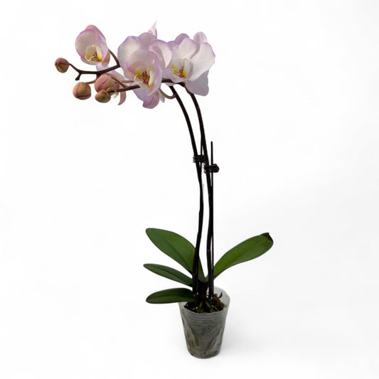 Pot Phalaenopsis Mini Double Stem - Purple White