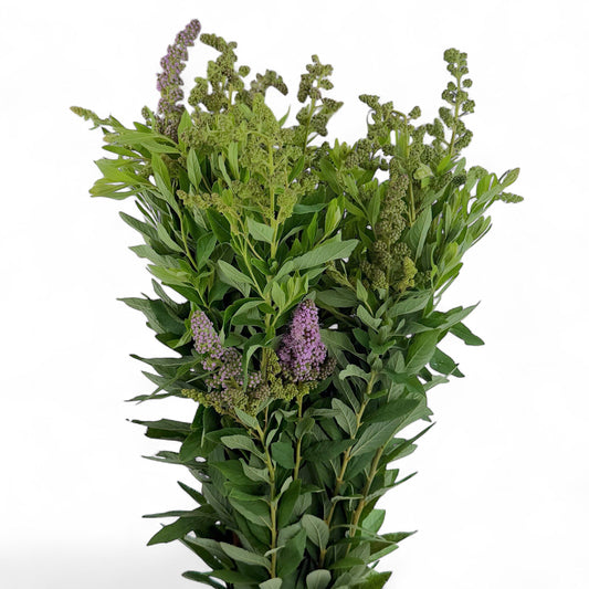 Plum Blossom- Purple