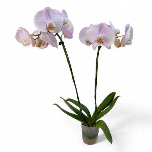 Pot Phalaenopsis 3.5” - Light Pink
