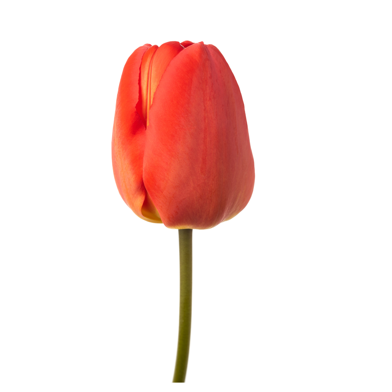Tulip | Floristika Malaysia