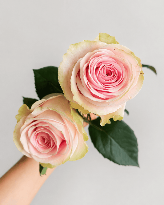 Rose - Andina | Soft Pink (10 Stems)