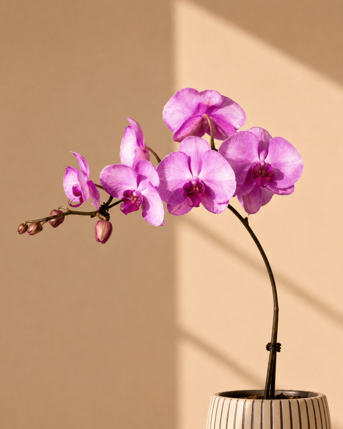 Pink Phalaenopsis Orchid Arrangment – Light Green Ceramic Pot