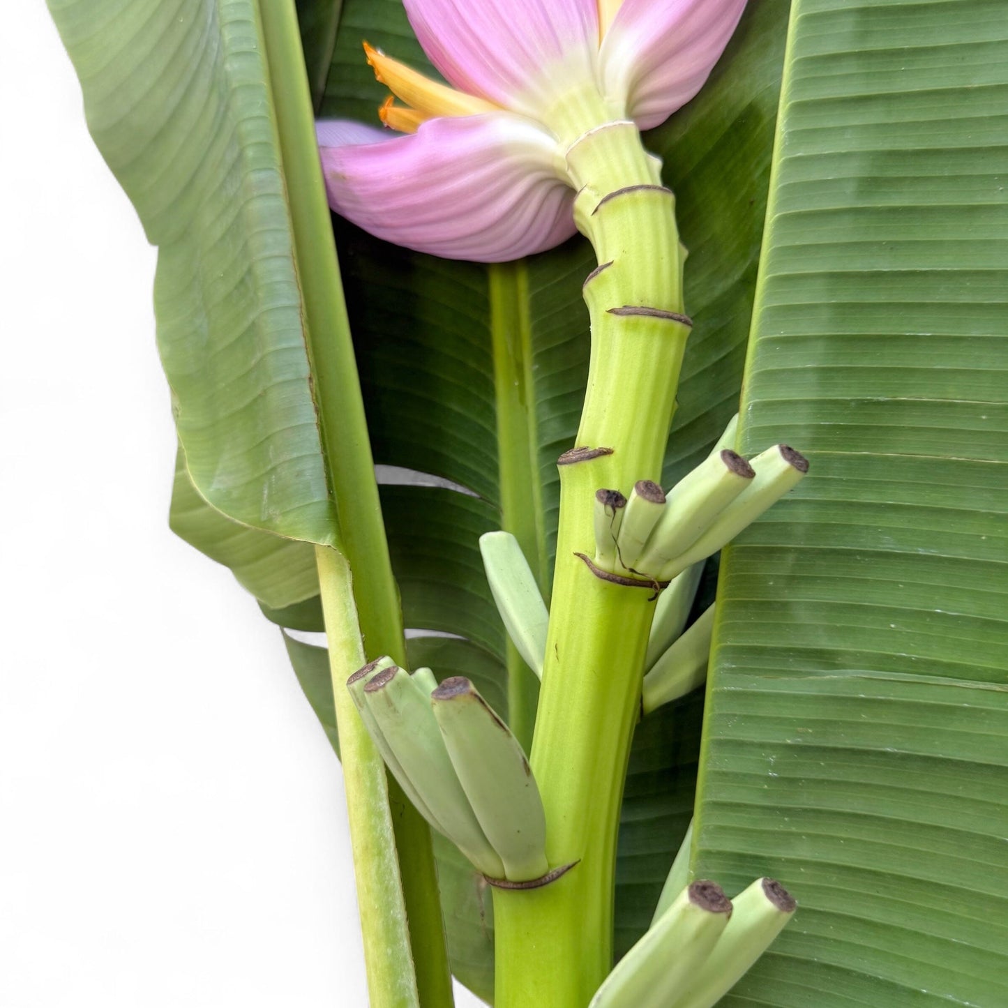 Jantung Pisang/Banana Flower