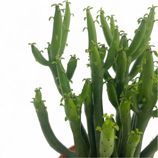 Pot pencil cactus