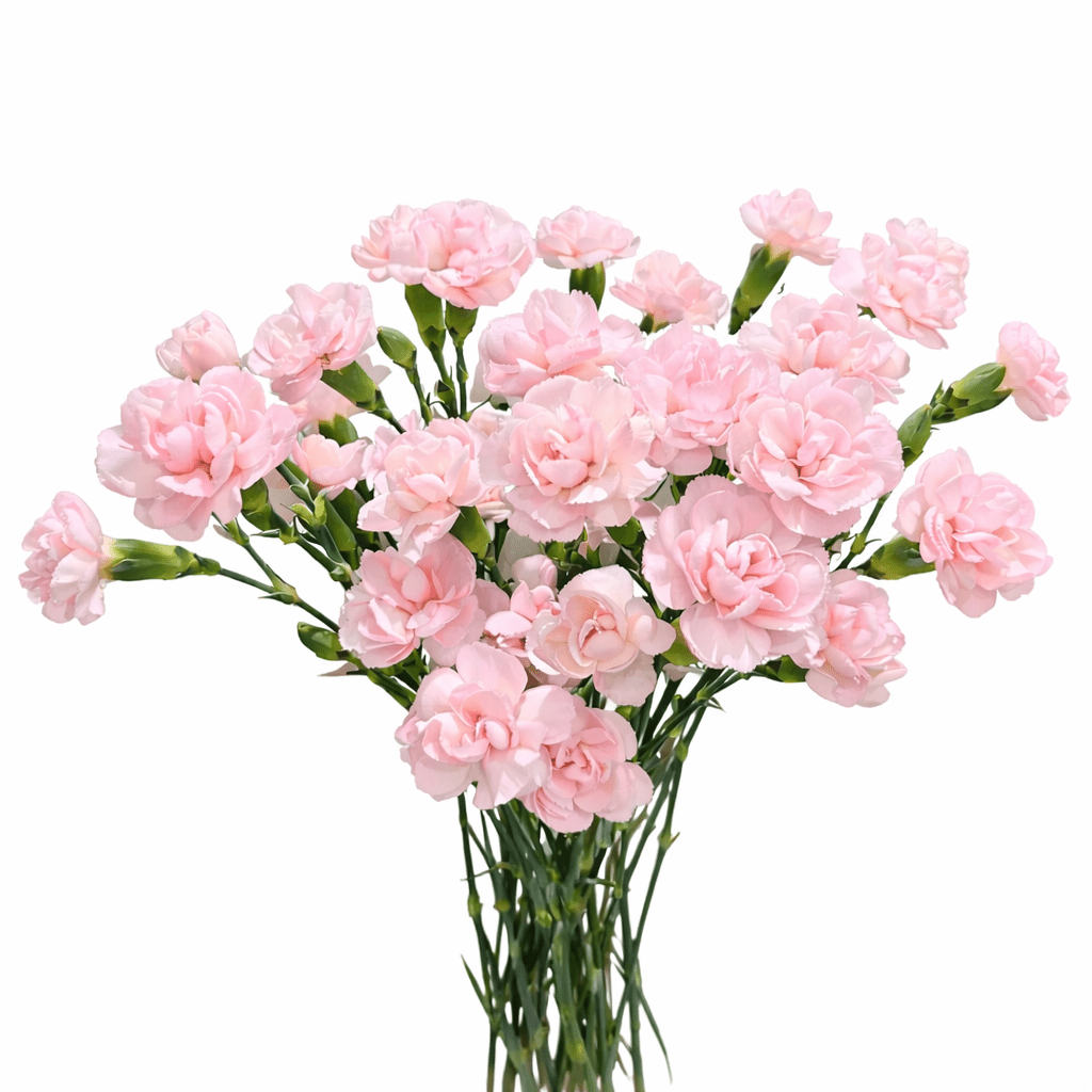 Mother's Day Spray Carnation - Baby Pink (18-20 Stems)
