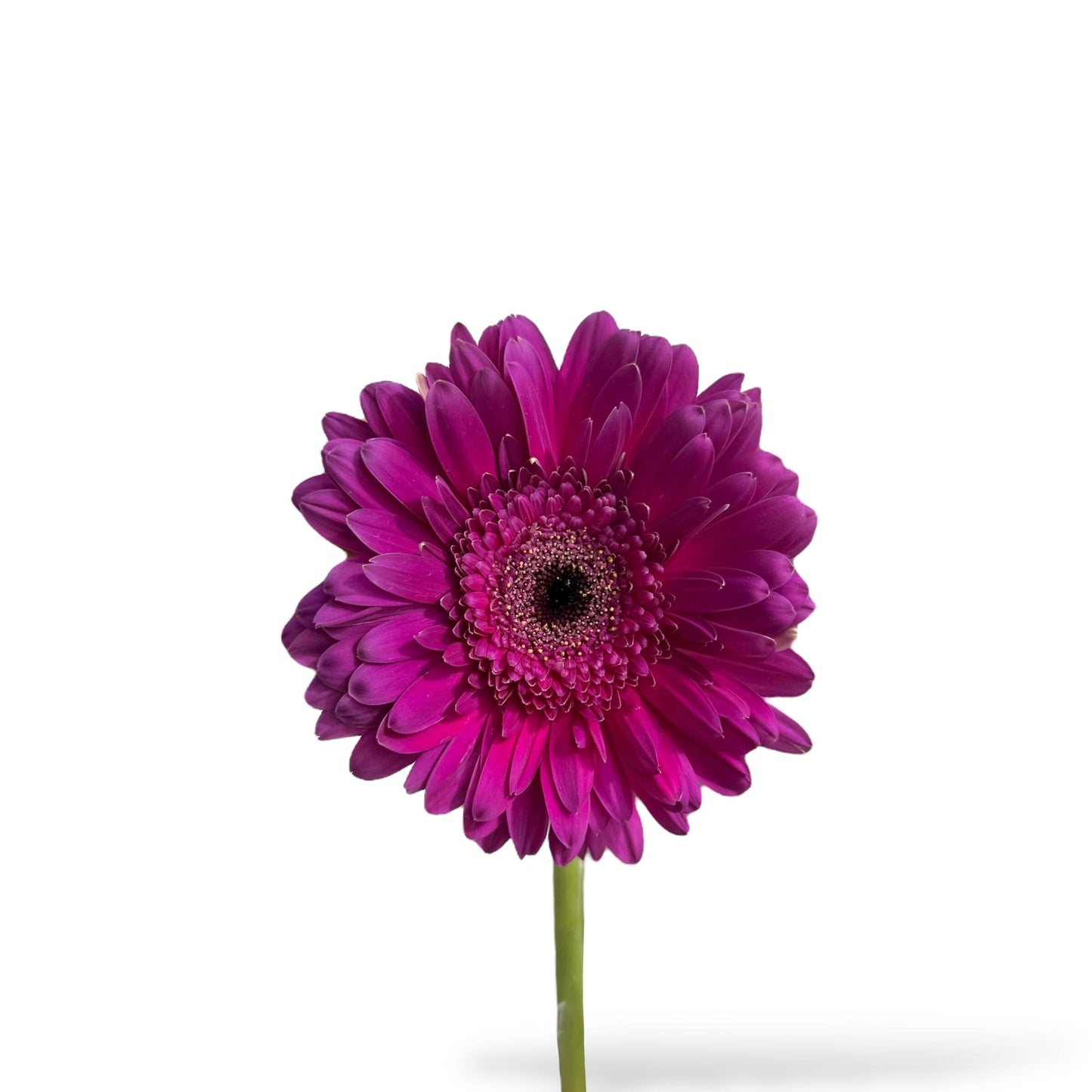 Gerbera - Purple