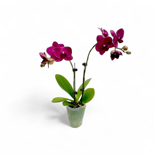 Pot Phalaenopsis Mini Double Stems