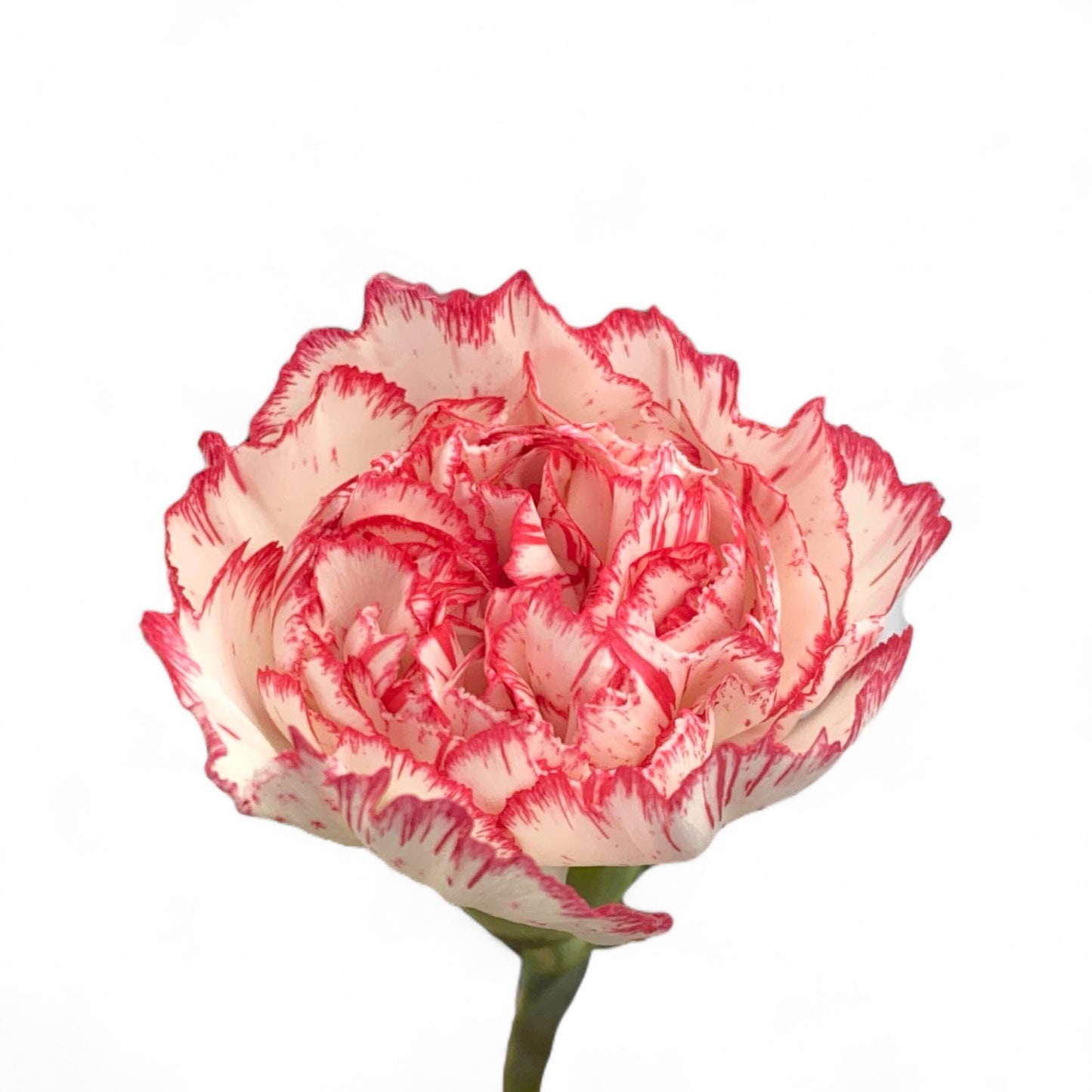 Carnation - 2 Tone White Red