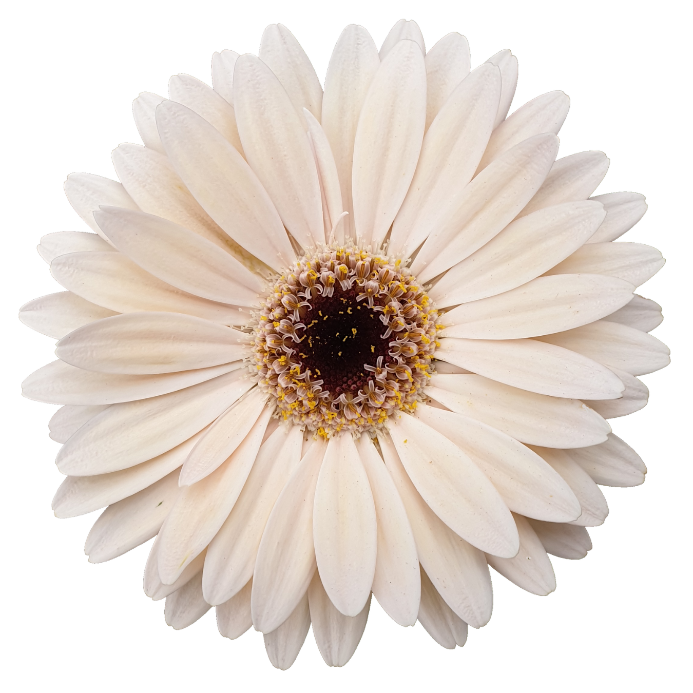 Gerbera | Floristika Malaysia