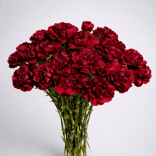 Mother's Day Carnation - Maroon (18-20 Stems)