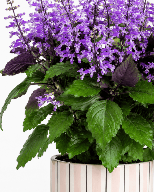 Purple Ajuga Arrangement - Pink Ceramic Pot