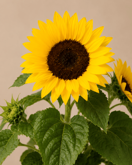 Mini Sunflower Arrangement - Dark Blue Ceramic Pot