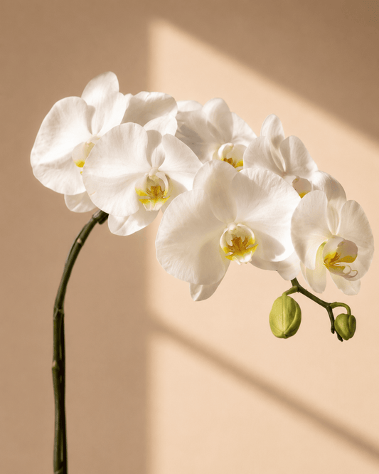 White Phalaenopsis Orchid Arrangement - Green Ceramic Pot