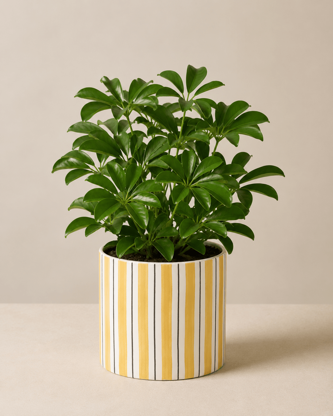 Schefflera Arrangement - Yellow Ceramic Pot