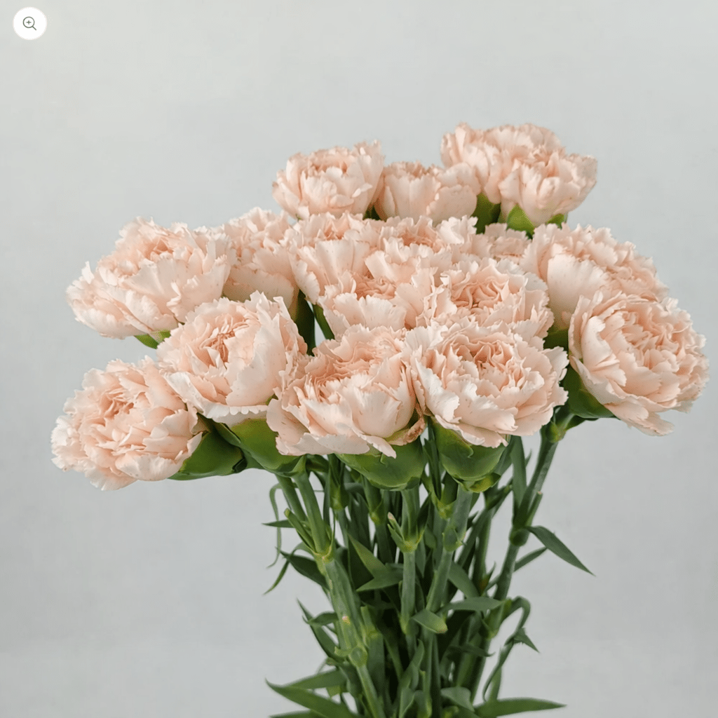 Mother's Day Carnation - Light Peach (18-20 Stems)