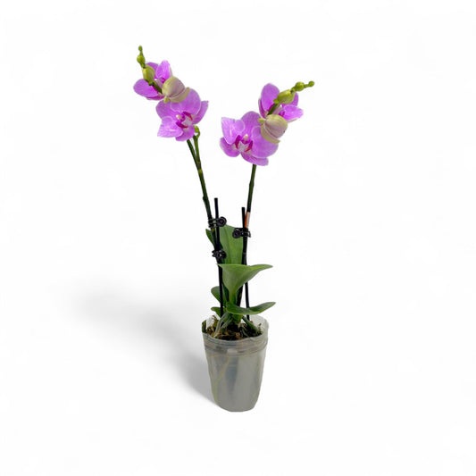 Pot Phalaenopsis Mini