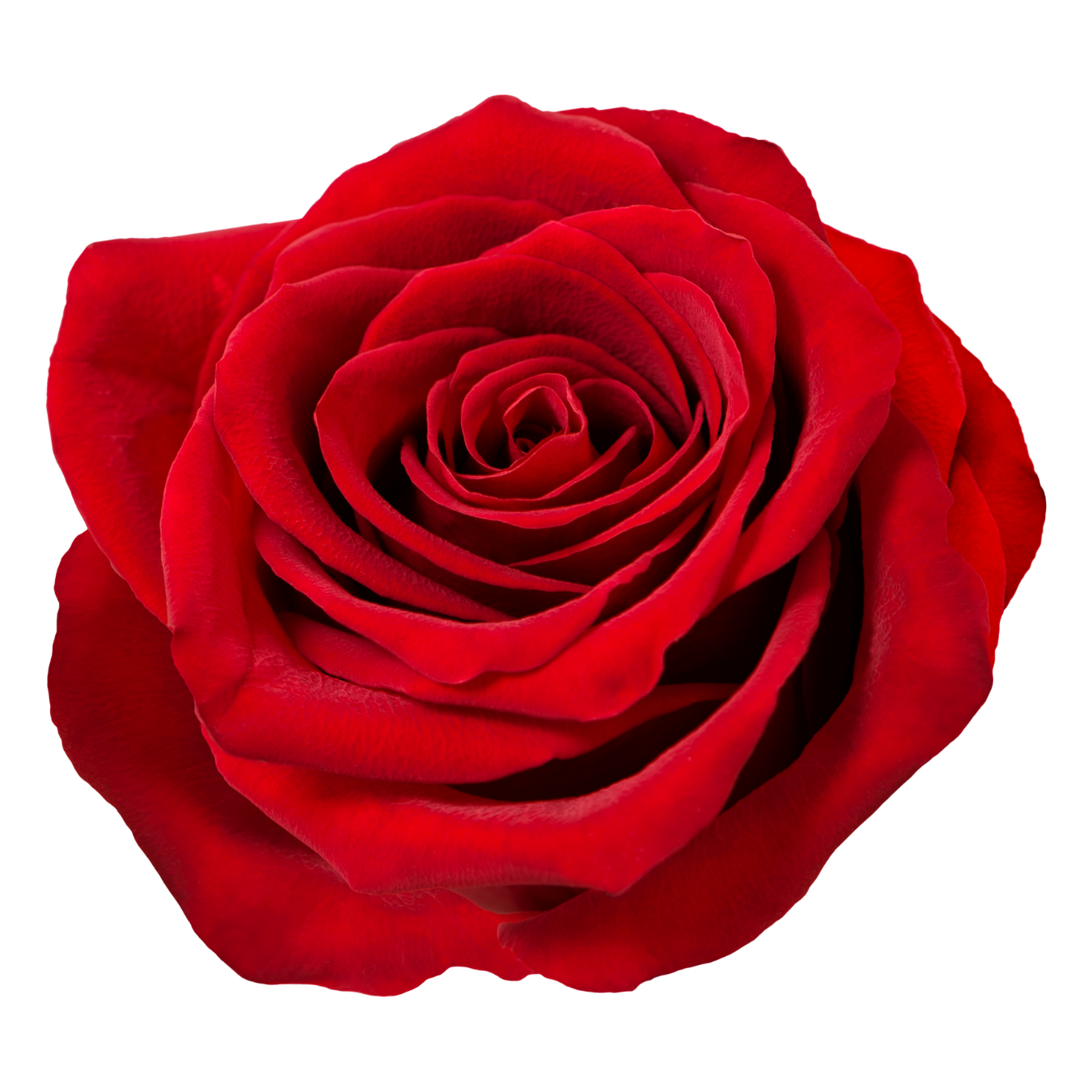 Rose | Floristika Malaysia