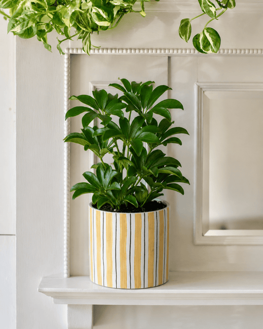 Schefflera Arrangement - Yellow Ceramic Pot