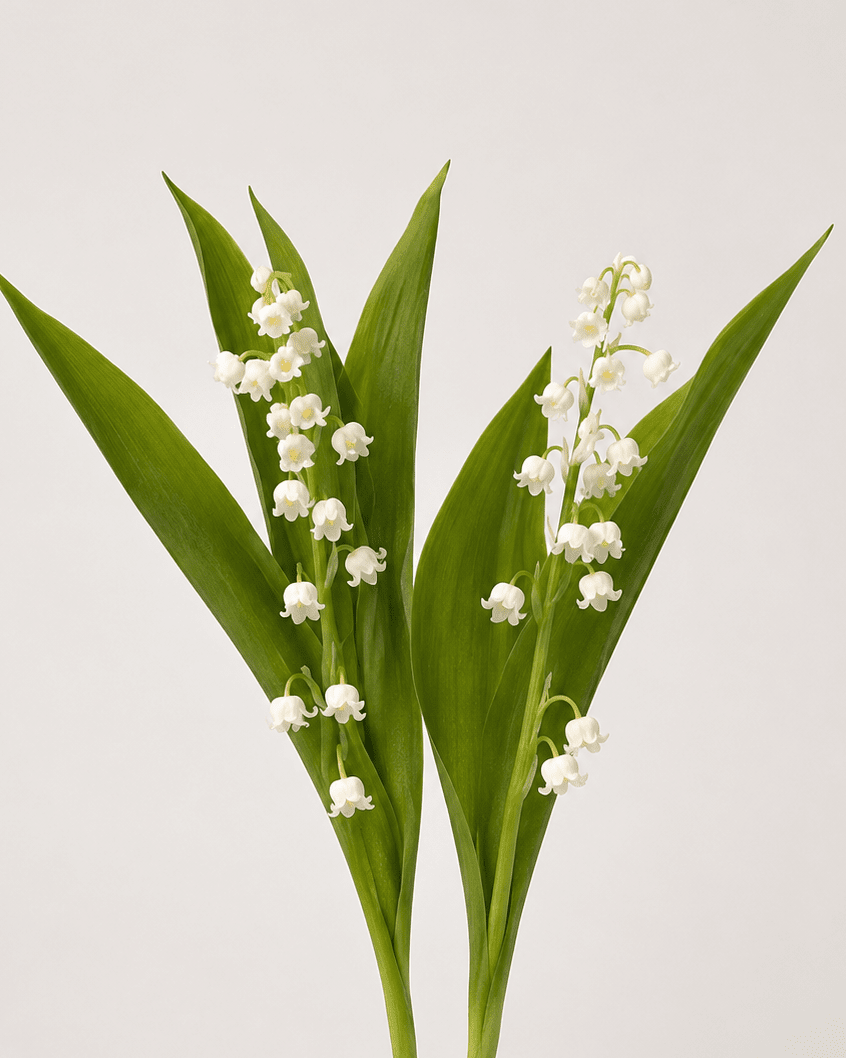 Lily of the Valley (2 Stems)