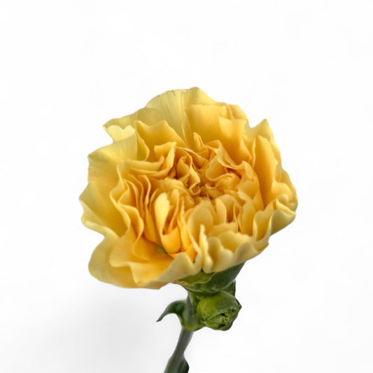Spray Carnation - Light Yellow