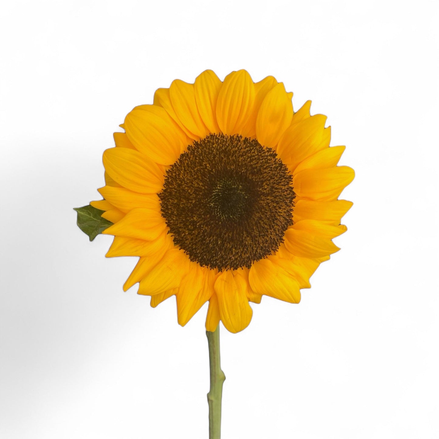 Helianthus Sunflower