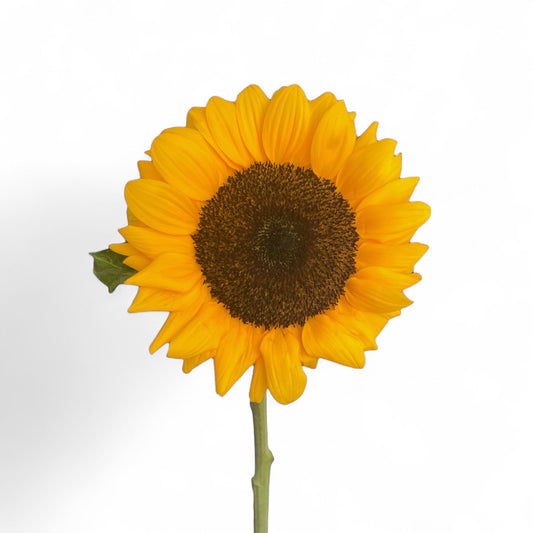 Helianthus Sunflower