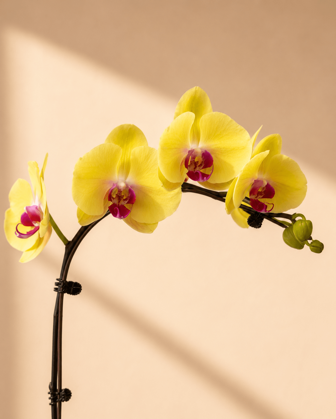 Yellow Phalaenopsis Orchid Arrangment– Yellow Ceramic Pot