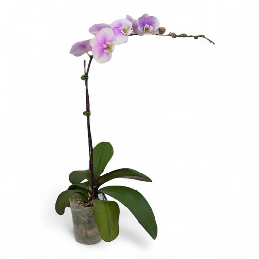 Pot Phalaenopsis 3.5” - Light Purple