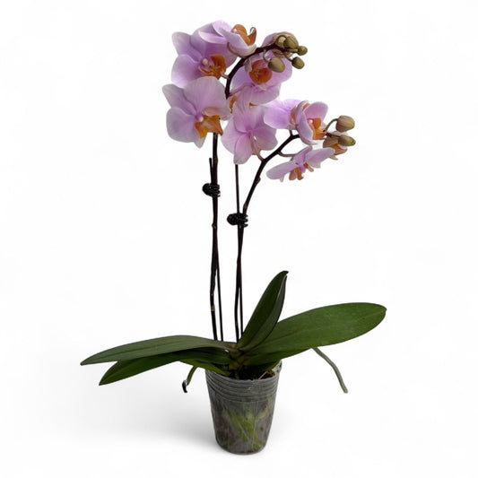 Pot Phalaenopsis Mini Doubles Stem - Light Pink