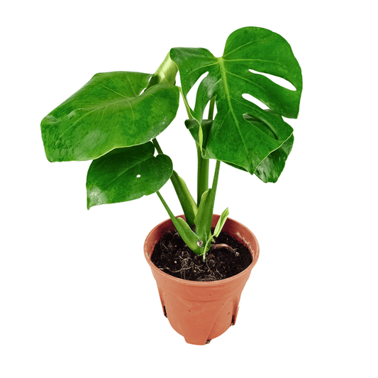 Monstera Deliciosa (P150)