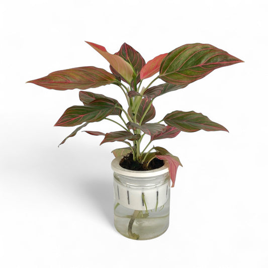 Aglaonema Red Vein 110 (Hydroponic Pot)