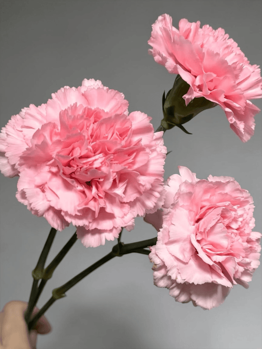 Pink Carnation for Mother's Day