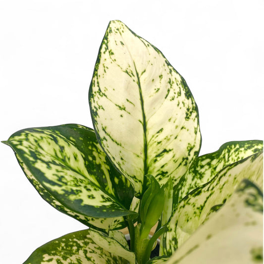 Hydroponic Aglao Snow white