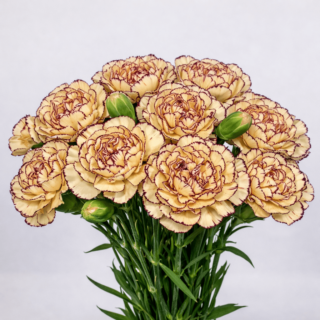 Mother's Day Spray Carnation - 2 Tone Dark Red Yellow (18-20 Stems)