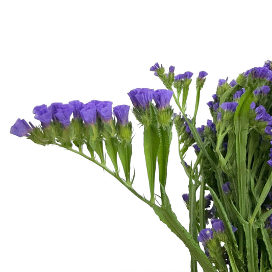 Statice - Purple