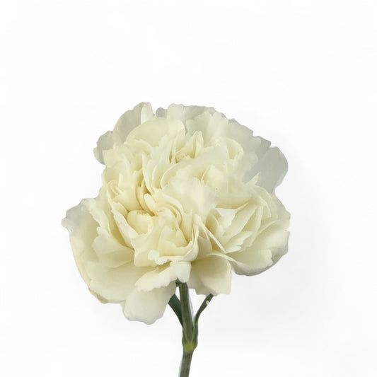 Carnation - White