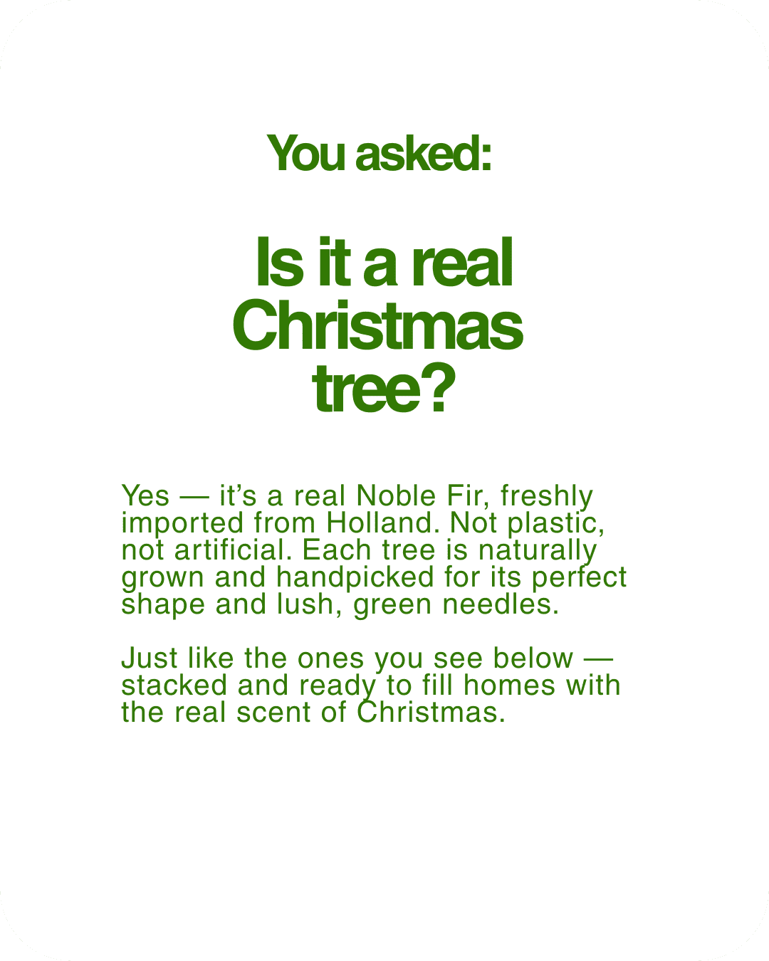 Real Christmas Tree (5/6 Ft. / 150 - 175 cm) - Premium Grade Noble Fir