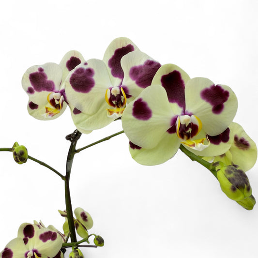 Pot Phalaenopsis 3.5” - Yellow Purple