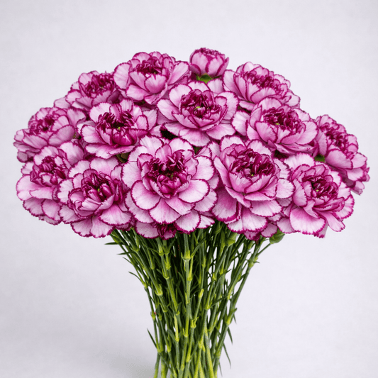 Mother's Day Carnation - 2 Tone Purple (18-20 Stems)