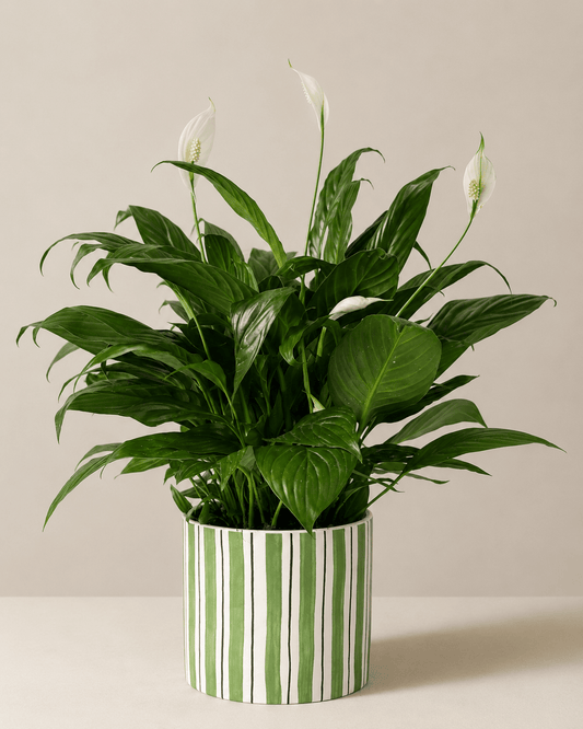 Peace Lily (Spathiphyllum) Arrangement - Dark Green Ceramic Pot