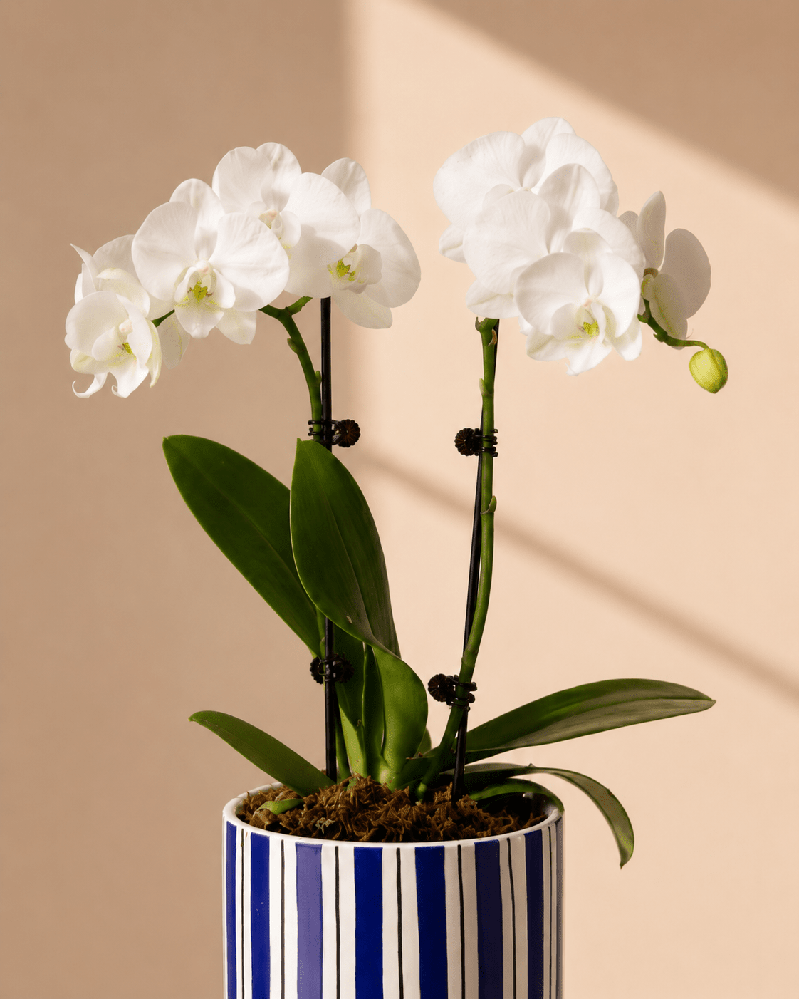 White Mini Phalaenopsis Orchid Arrangement - Dark Blue Ceramic Pot