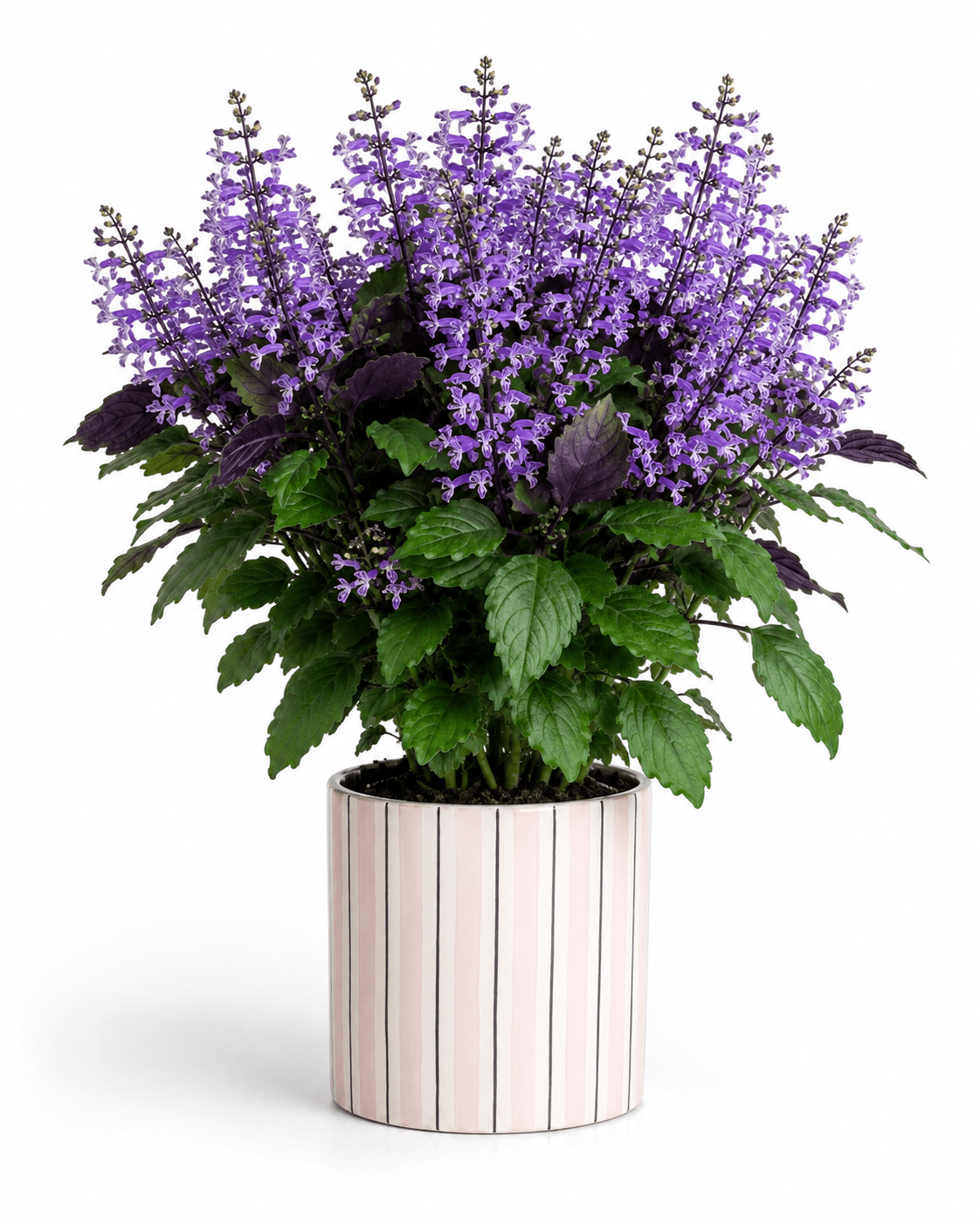 Purple Ajuga Arrangement - Pink Ceramic Pot