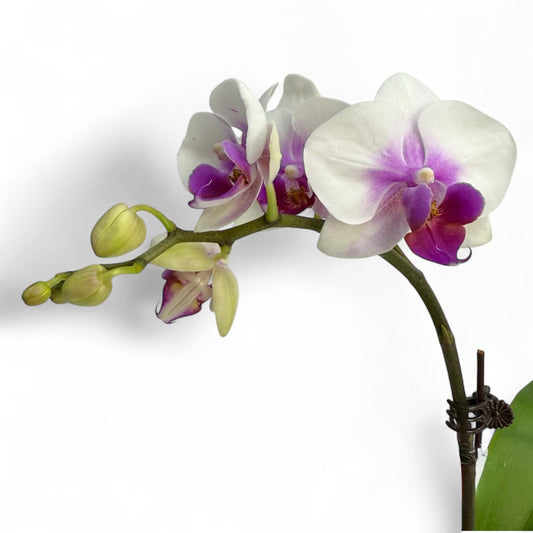 Pot Phalaenopsis Mini Double Stem - White Purple