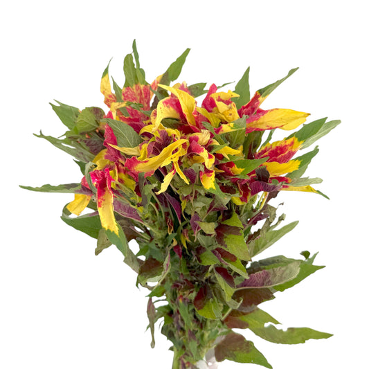 Green, red & yellow amaranthus tricolour Fresh Cut