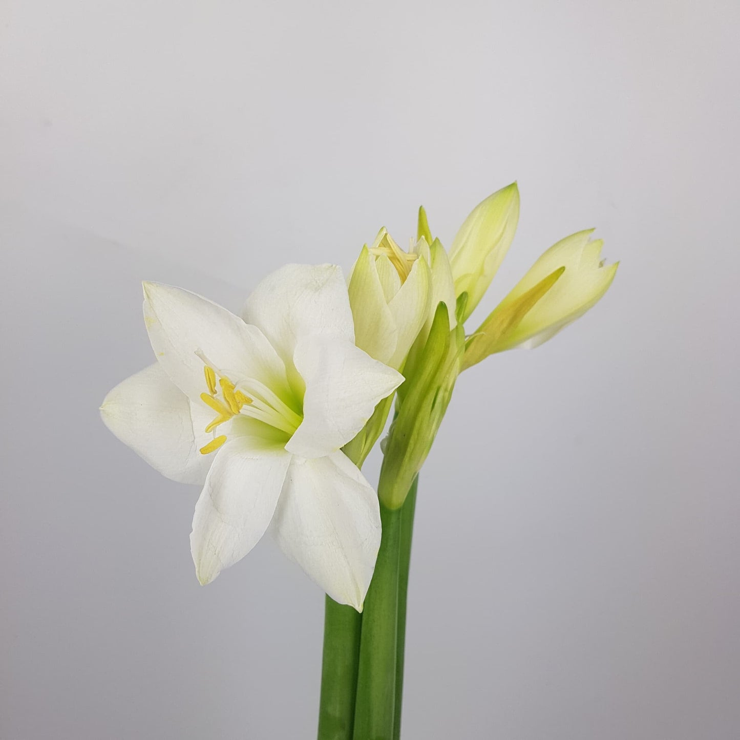 Amaryllis Casablanca - White (3 Stems)