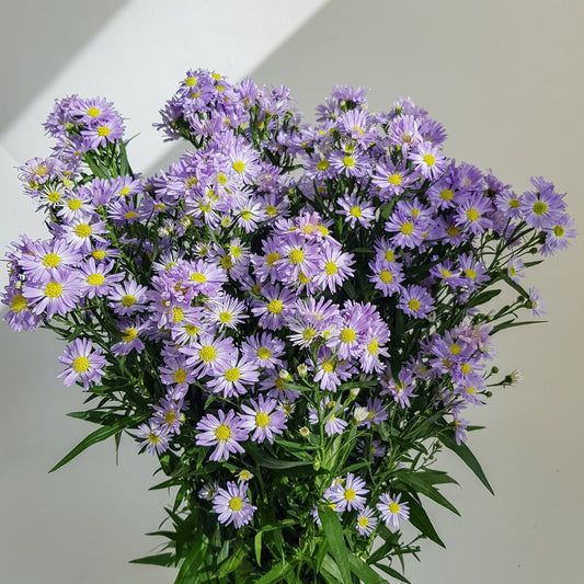 Aster - Purple
