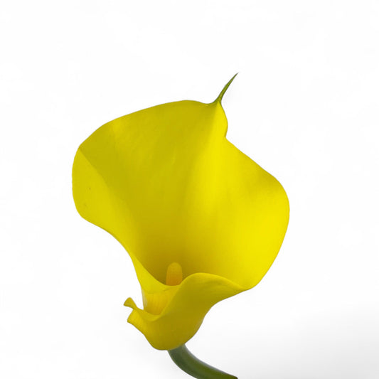 Yellow Calla Lilly | Floristika Malaysia